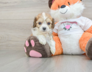 7 week old Cavachon Puppy For Sale - Windy City Pups
