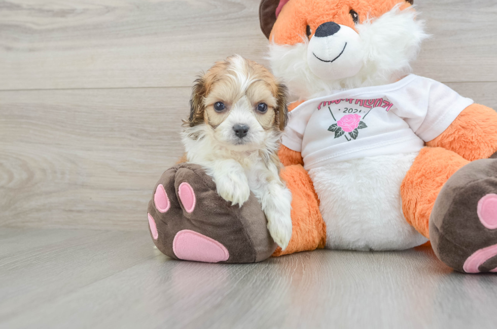 5 week old Cavachon Puppy For Sale - Windy City Pups