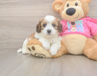 5 week old Cavachon Puppy For Sale - Windy City Pups