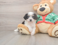 5 week old Cavachon Puppy For Sale - Windy City Pups