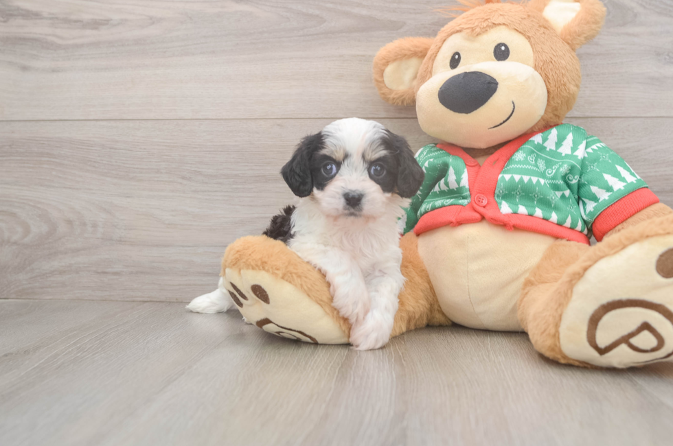 5 week old Cavachon Puppy For Sale - Windy City Pups