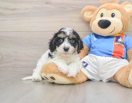6 week old Cavachon Puppy For Sale - Windy City Pups