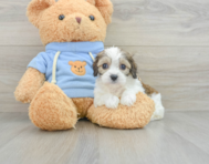 6 week old Cavachon Puppy For Sale - Windy City Pups