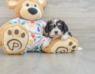 6 week old Cavachon Puppy For Sale - Windy City Pups