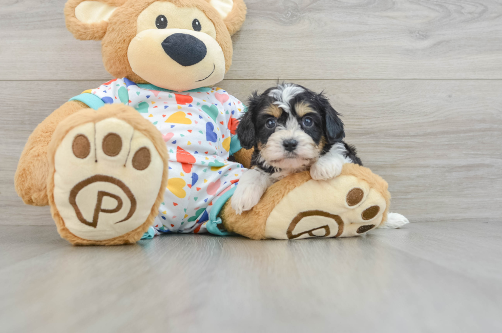 6 week old Cavachon Puppy For Sale - Windy City Pups