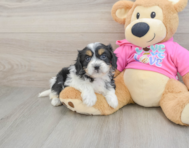 5 week old Cavachon Puppy For Sale - Windy City Pups