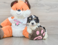 7 week old Cavachon Puppy For Sale - Windy City Pups