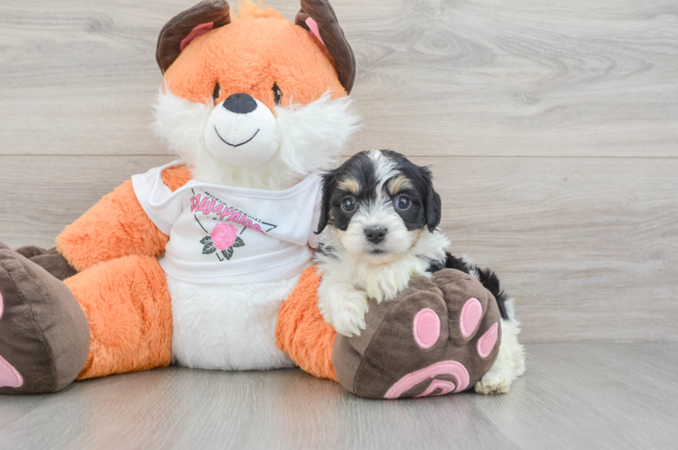 5 week old Cavachon Puppy For Sale - Windy City Pups