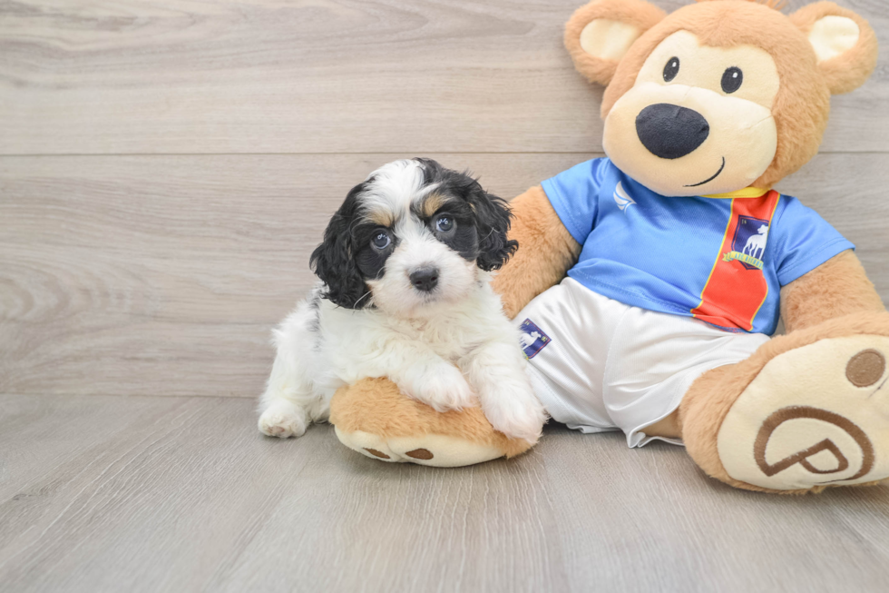 Cavachon Pup Being Cute