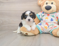 7 week old Cavachon Puppy For Sale - Windy City Pups