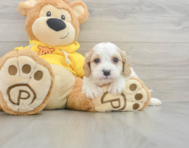 8 week old Cavachon Puppy For Sale - Windy City Pups