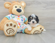 6 week old Cavachon Puppy For Sale - Windy City Pups