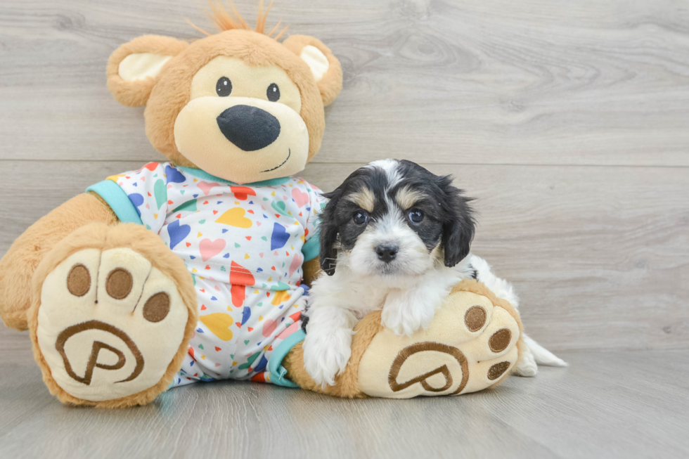 Popular Cavachon Designer Pup