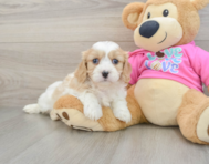 5 week old Cavachon Puppy For Sale - Windy City Pups