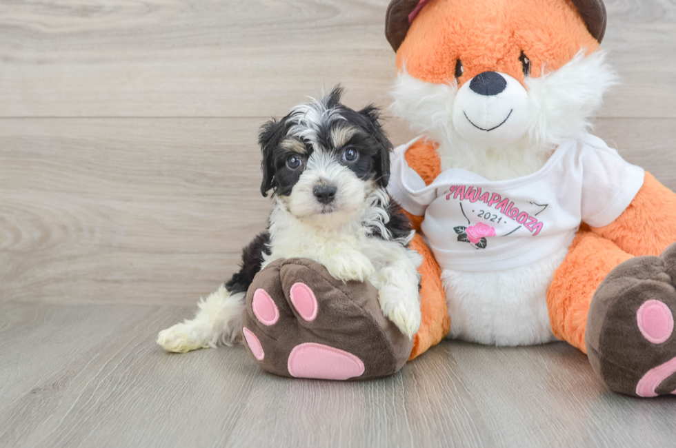5 week old Cavachon Puppy For Sale - Windy City Pups