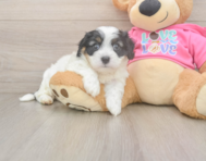 5 week old Cavachon Puppy For Sale - Windy City Pups