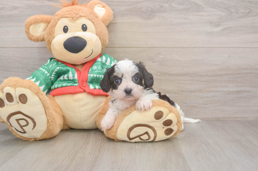 5 week old Cavachon Puppy For Sale - Windy City Pups