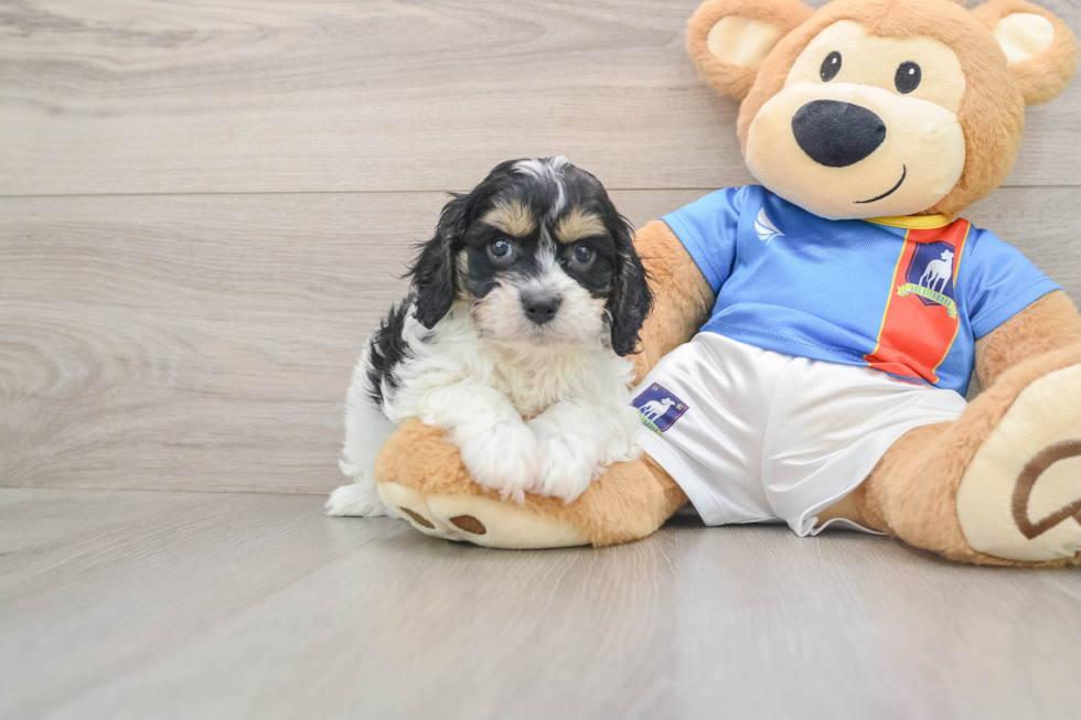 Cavachon Pup Being Cute