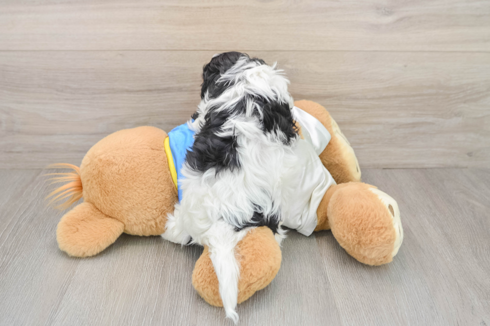 Cavachon Puppy for Adoption