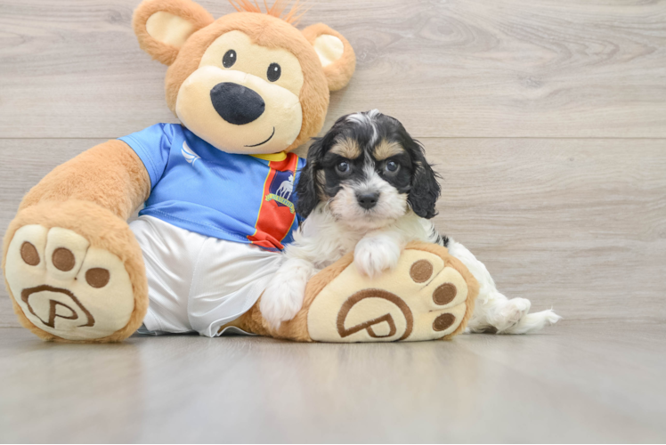 Best Cavachon Baby