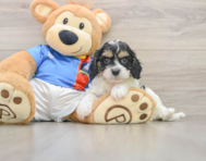 6 week old Cavachon Puppy For Sale - Windy City Pups