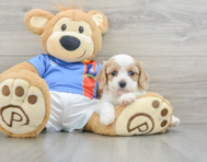 7 week old Cavachon Puppy For Sale - Windy City Pups