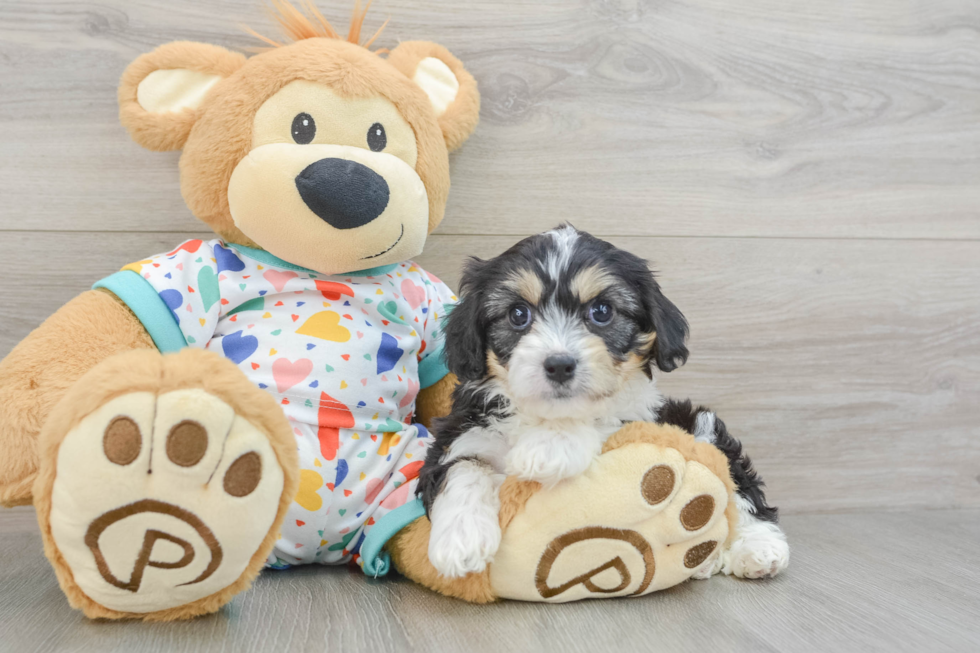Best Cavachon Baby