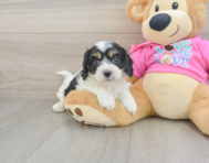 5 week old Cavachon Puppy For Sale - Windy City Pups