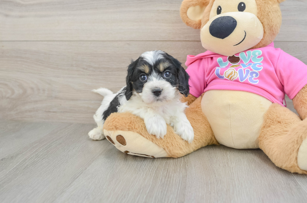 5 week old Cavachon Puppy For Sale - Windy City Pups