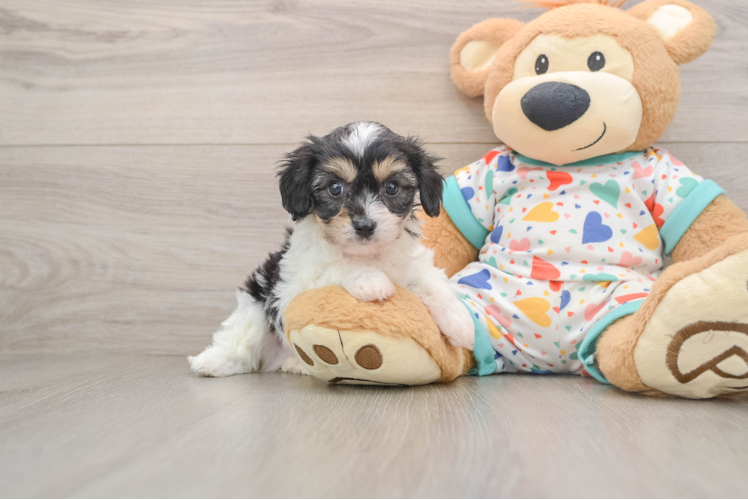 Friendly Cavachon Baby