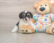 6 week old Cavachon Puppy For Sale - Windy City Pups