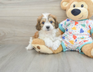 7 week old Cavachon Puppy For Sale - Windy City Pups