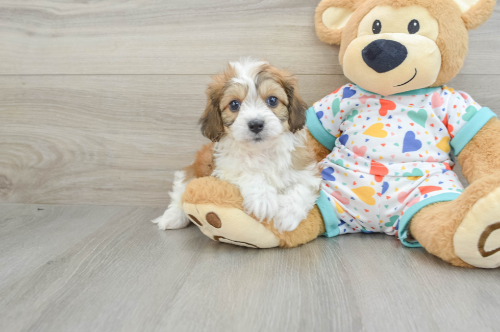 7 week old Cavachon Puppy For Sale - Windy City Pups