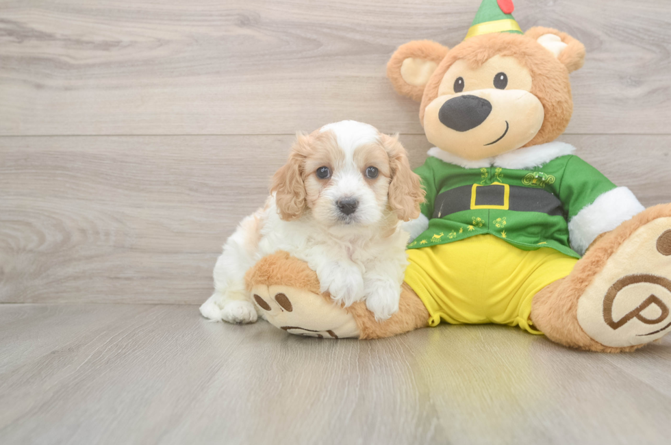 6 week old Cavachon Puppy For Sale - Windy City Pups