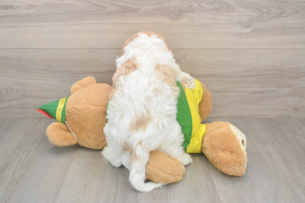 Cavachon Puppy for Adoption