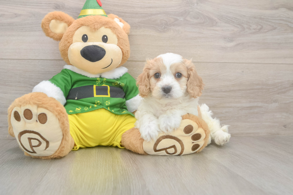 Cavachon Puppy for Adoption