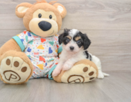 5 week old Cavachon Puppy For Sale - Windy City Pups