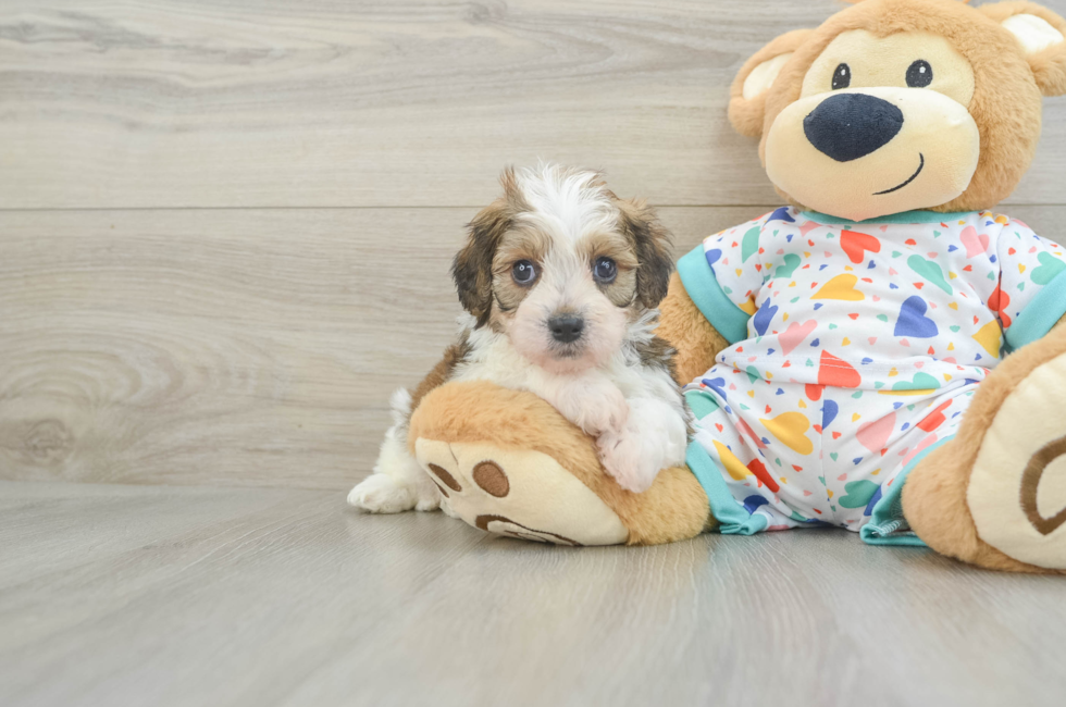 5 week old Cavachon Puppy For Sale - Windy City Pups