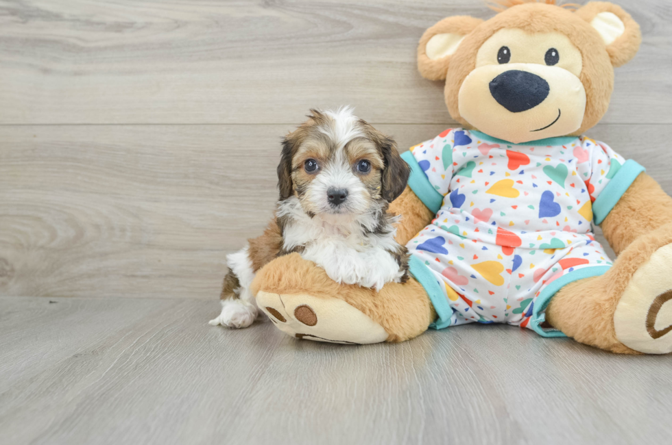 7 week old Cavachon Puppy For Sale - Windy City Pups