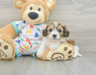 7 week old Cavachon Puppy For Sale - Windy City Pups
