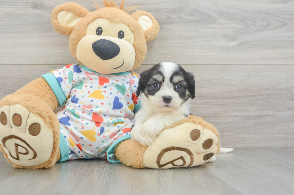 5 week old Cavachon Puppy For Sale - Windy City Pups