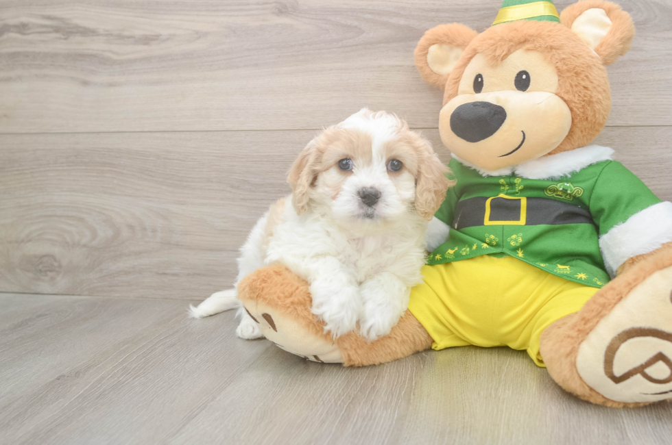 6 week old Cavachon Puppy For Sale - Windy City Pups