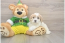 Cavachon Pup Being Cute
