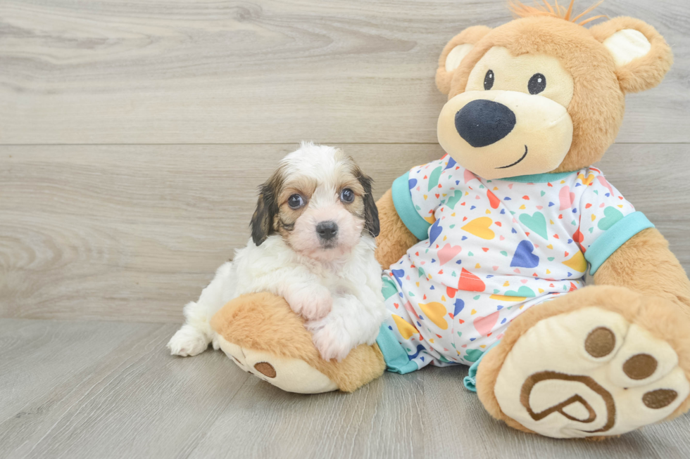 Cavachon Pup Being Cute