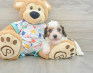 7 week old Cavachon Puppy For Sale - Windy City Pups