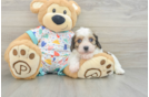 Cavachon Puppy for Adoption