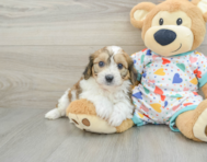 7 week old Cavachon Puppy For Sale - Windy City Pups