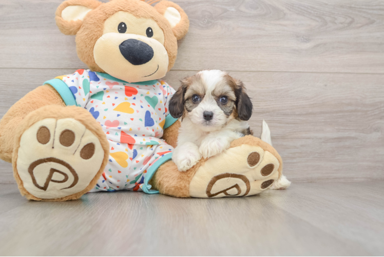 Hypoallergenic Cavalier Bichon Designer Puppy