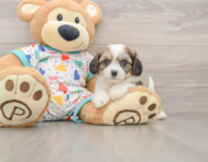 6 week old Cavachon Puppy For Sale - Windy City Pups