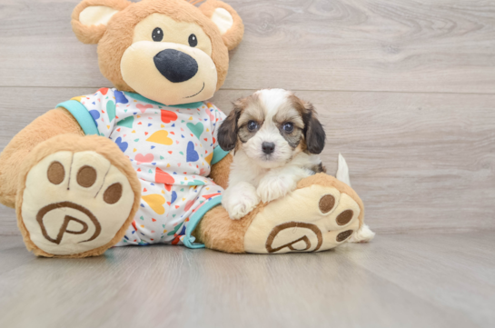 Hypoallergenic Cavalier Bichon Designer Puppy